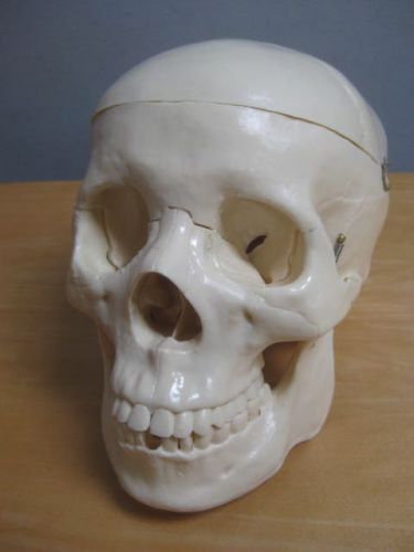 MEDICAL HUMAN SKULL HEAD ANATOMY TEACHING MODEL SKELETON BONE PLASTIC