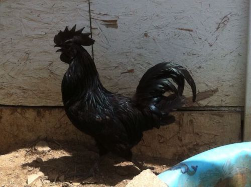 6 Pure Ayam Cemani Chicken Hatching Eggs