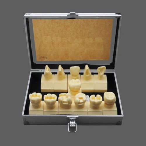 Dentalmall Dental Model #7009 01 - Cavity Preparation Model