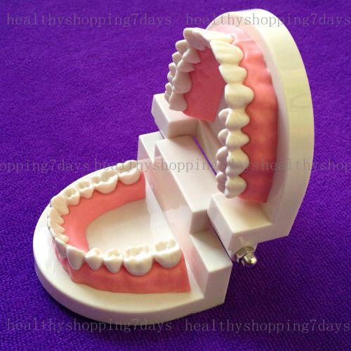 1piece dental dentist flesh pink gums standard teeth tooth teach model free ship for sale