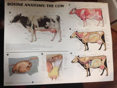 Bovine Anatomy Wall Chart Vet School Education Cow