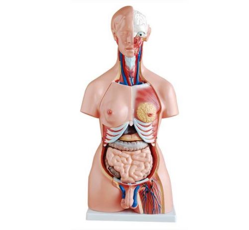 Anatomical Human Body Torso Model Unisex 85cm Brand New