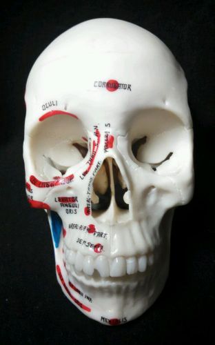 Medical Plastics Laboratory - Painted Skull with Brain Anatomical Model, 5 part
