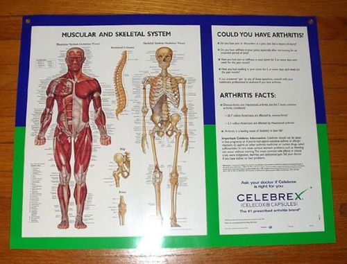 Bilingual Skeletal Muscular System Poster English Spanish 25”x20” Strong Plastic