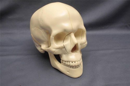 Sawbone Full Skull w/Le Fort II, Zygomatic &amp; Mandible Fractures #1345-18 - NEW