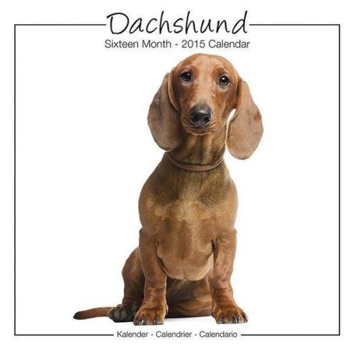 New 2015 dachshund wall calendar by avonside- free priority shipping! for sale