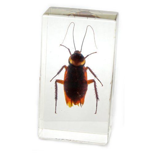 NEW Cockroach Paperweight (2.9x1.6x1&#034;)