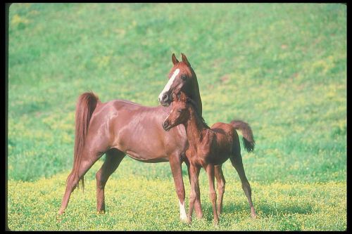 COREL STOCK PHOTO CD Arabian Horses series 113000