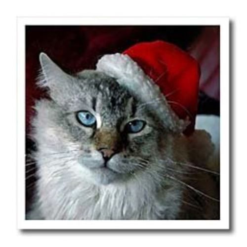 3dRose LLC ht_4576_1 Christmas Cat Iron on Heat Transfer Paper  8 by 8-Inch