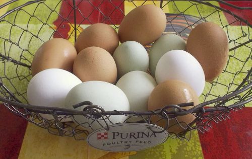 Fresh Eggs,Free Range Organic