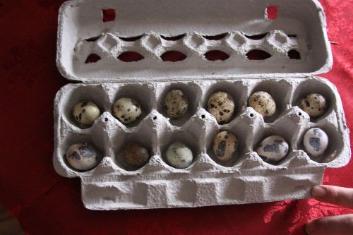 2 Dozen Coturnix Quail Hatching Eggs