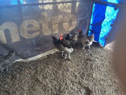 12++ French Copper Marans And Blue Marans  Hatching Eggs