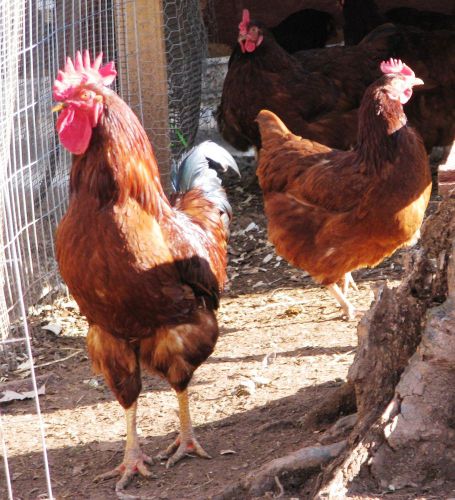 Rhode Island Red Pure Breed Hatching Eggs. NPIP Certified; 6 Egg Min. $21.00