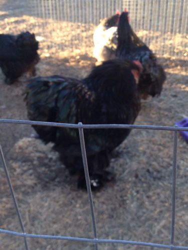 12 ++ LF Giant Black And Blue Cochin Fertile Eggs For Hatching