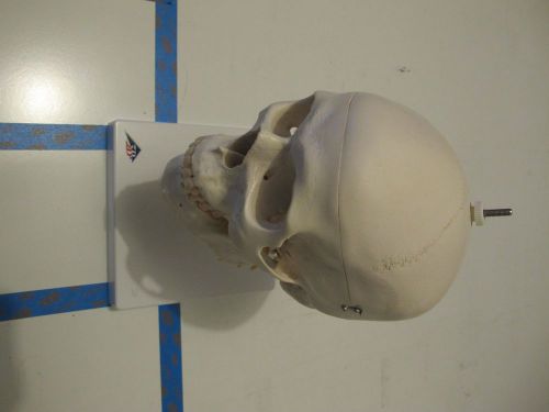 3B Scientific Plastic Human Skull Model on Cervical Spine, 4 parts