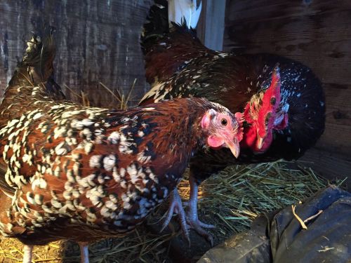 8+ Speckled Sussex Hatching Eggs