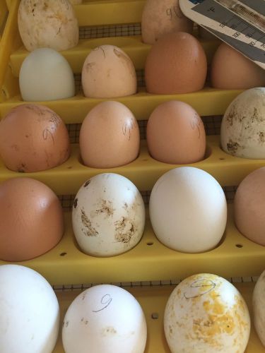 VERY Fertile Barn Yard Mix Eggs