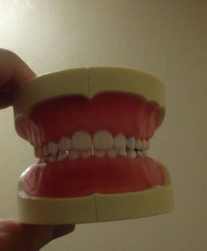 Nissin Pediatric Dentistry Model Stainless Steel Crown/pulp Model
