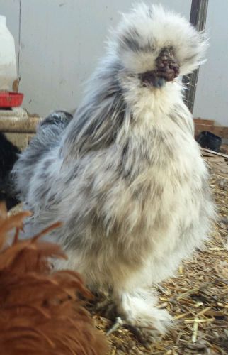 9+  Silkie And Sizzle Hatching Eggs NPIP