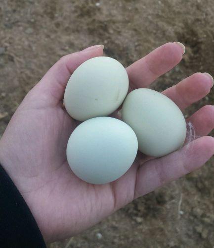 6+ Silkie / frizzle Hatching Eggs. These are bluish/green colored eggs!