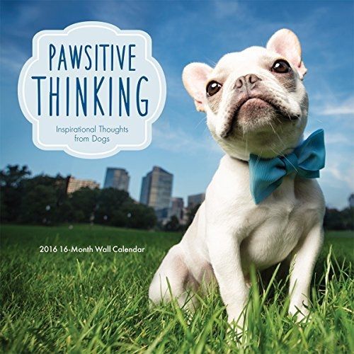 Avalon 2016 Wall Calendar, Pawsitive Thinking (86102)