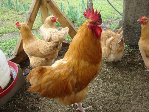 11+Buff Orpington Fertile Chicken Hatching Eggs