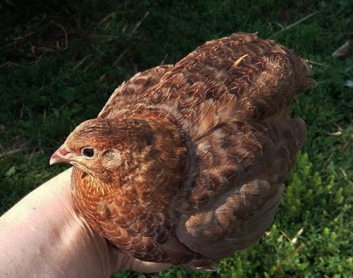 24+ SUPER RARE Colored Coturnix quail Hatching eggs