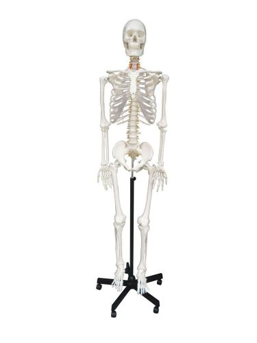Wellden Medical Anatomical Human Skeleton Model 170cm Life Size w/Nerves Vert...