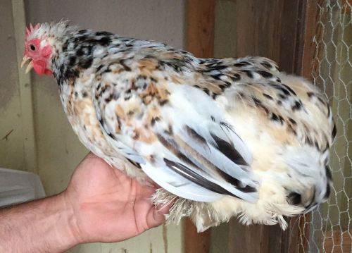 Calico Cochin Bantam Chicken Hatching Eggs