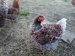 20 PUREBRED BlUE RED LACED  WYANDOTTE FERTILE  EGGS  (Free Shipping)LOWER PRICE