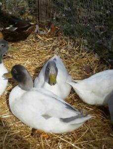 6 Silver Mallard Duck eggs RARE COLOR small flying ducks. PLEASE READ ALL