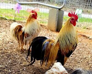 12+4 *OHIKI* Bantams EXOTIC RARE Small Spunky Beautiful birds!