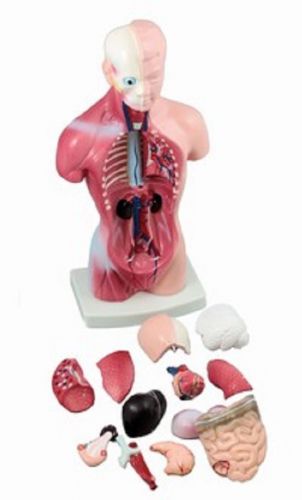 Human torso model, removable pieces for sale