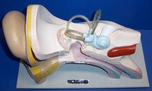 Human Ear Anatomical Anatomy Ear Model