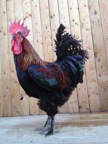 French Black and Blue Copper Marans Canadian Line (12) Hatching Eggs