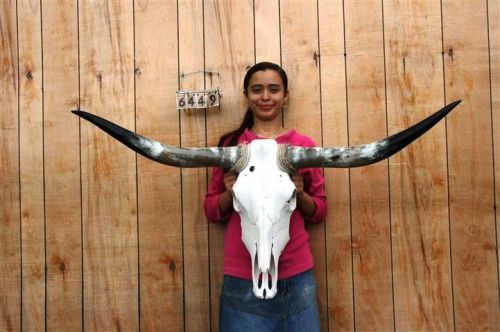Steer skull long horns 4&#039; 1&#034; cow bull skulls horn h6449 for sale