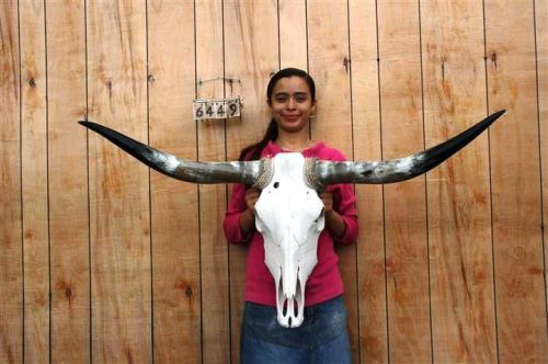 STEER SKULL LONG HORNS 4&#039; 1&#034; COW BULL SKULLS HORN H6449