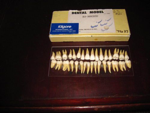 Kilgore Dental Study Model - Set of 32 Teeth with Roots
