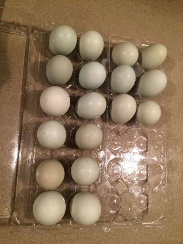 Ameraucana 12 ++ Hatching Eggs
