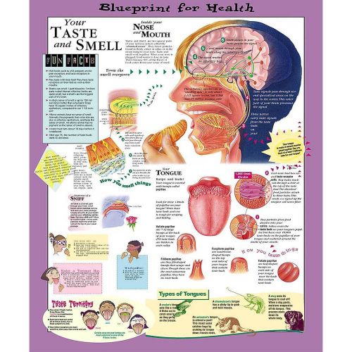 YOUR TASTE AND SMELL (AGES 8-12), LAMINATED ANATOMICAL CHART, 20 X 26