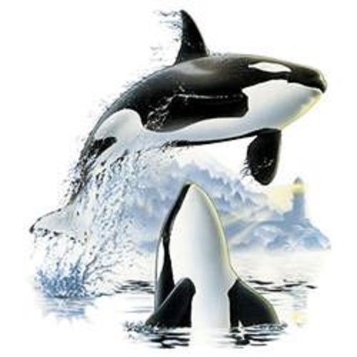 Orca Whale Jumping HEAT PRESS TRANSFER for T Shirt Sweatshirt Tote Fabric 549oo