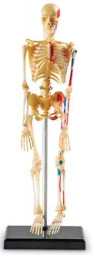 Human Skeleton Model Anatomical Medical Life Size Skull Bone Stand Educational