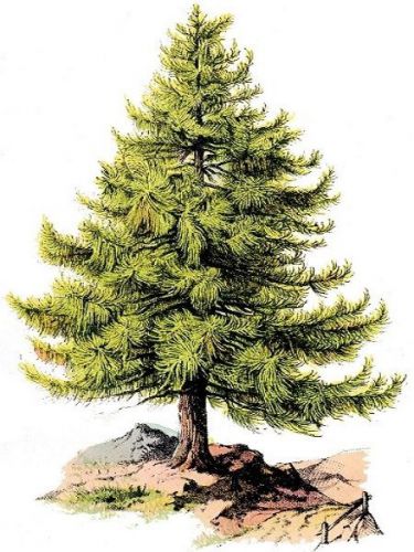 30 Custom Pine Tree Personalized Address Labels