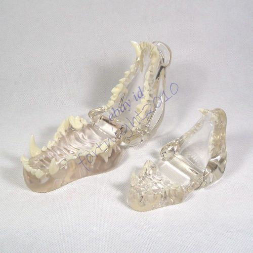 HS canine+feline Jaw Teeth Clear Model Veterinary VET Anatomy Dog display study