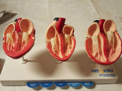 Veterinary Canine Heart Model