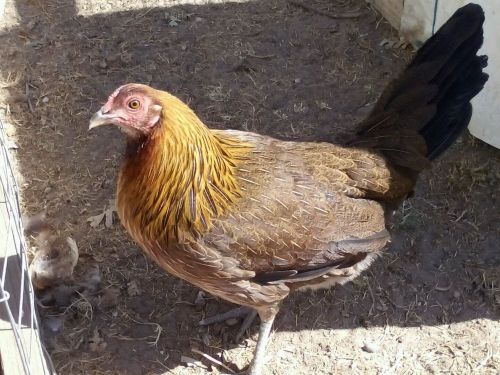 Gamefowl hatching eggs