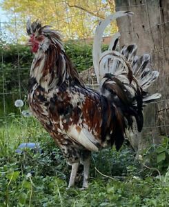 Tolbunt and Gold Laced Polish Fertalized Hatching Eggs 8+ Extra!