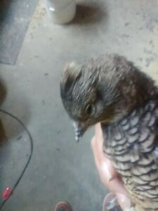 12 texas blue scale quail hatching eggs