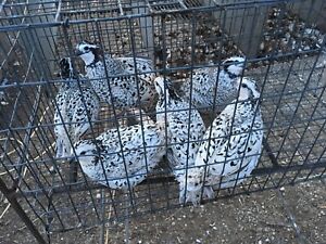 25+Quail Snow Flake Bobwhite Hatching Eggs