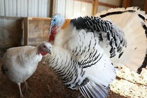 5 Royal Palm Turkey Hatching Eggs